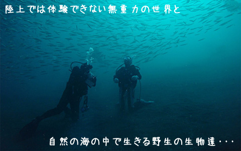 日帰り体験ダイビングのご案内