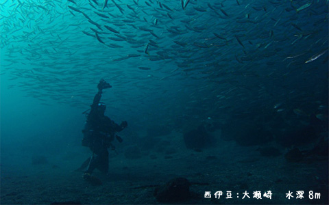 西伊豆：大瀬崎｜水深8mの風景