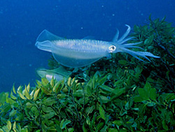 アオリイカの産卵風景｜ダイビングツアーのご案内