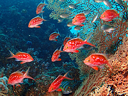 伊東 海中風景｜白根ドロップオフのサクラダイ｜ダイビングツアーのご案内