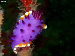 城ヶ島 海中風景｜スミレウミウシ｜ダイビングツアーのご案内
