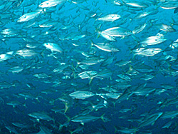 勝浦 ウマノセ 海中風景｜イナダの大群｜ダイビングツアーのご案内