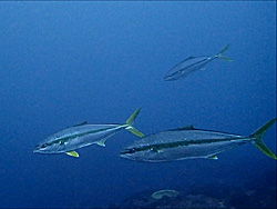 勝浦 海中風景｜ヒラマサ｜ダイビングツアーのご案内