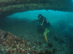 行川 海中風景｜マグロ根｜ダイビングツアーのご案内