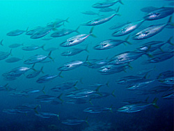 西川名 海中風景｜ワラサの群れ｜ダイビングツアーのご案内