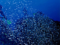 式根島 海中風景｜ダイビングツアーのご案内