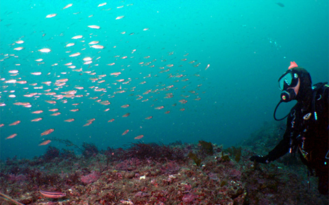 ダイビングツアー｜ご参加いただくにあたってのお願い